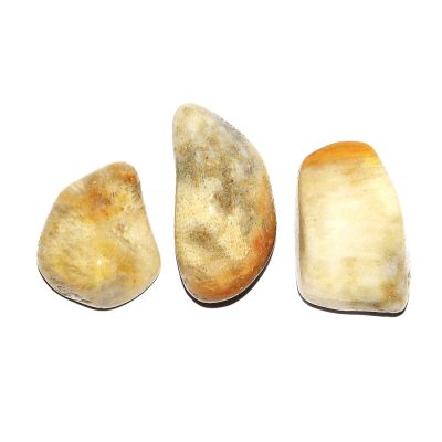 Kivistunud korall lihvitud keskmine