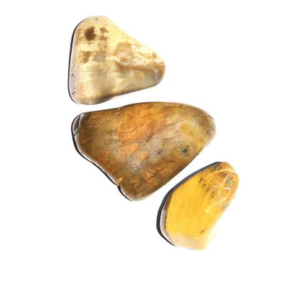 Kivistunud puu lihvitud keskmine (~2*2 cm)